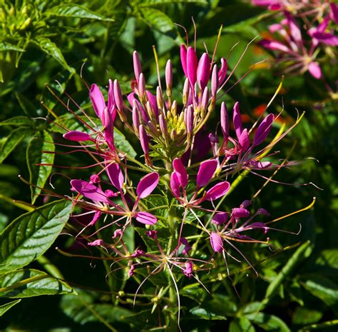 Plant World Cleome Hassleriana