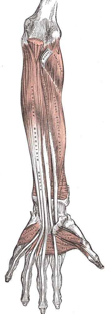 The muscles of the back can be divided in three main groups acc. Lower Back Muscle Anatomy : Health, Medicine and Anatomy ...