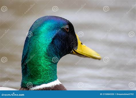 Lonely Male Mallard Duck With Shiny Green Feathers In Close Up View Of