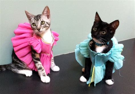 12 Purr Fect Reasons To Dress Up Your Cat