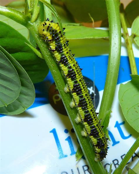 This guide to green caterpillars makes it as easy as possible by including the most frequently found species. My Florida Backyard: Mission Accomplished