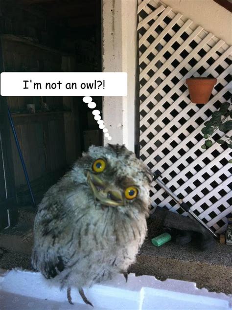 Existential Crisis Owl Memes Quickmeme