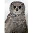 Vermiculated Eagle Owl  Screech Wildlife Park