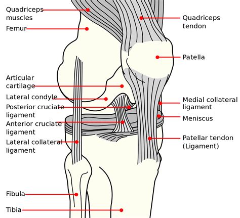 The knee is one of the largest and most complex joints in the body. File:Knee diagram.svg - Wikipedia