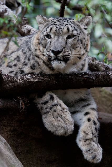 Snow Leopard Uncia Uncia Panthera Uncia A Photo On Flickriver