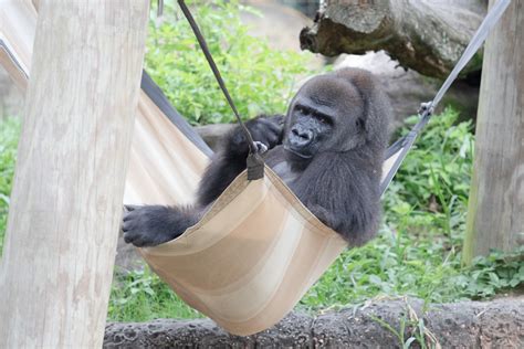 Audubon Zoo Creates Online Baby Shower Registry for Expecting Mother