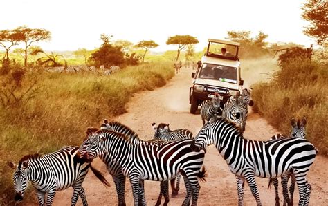 Safaris From Zanzibar Destinations