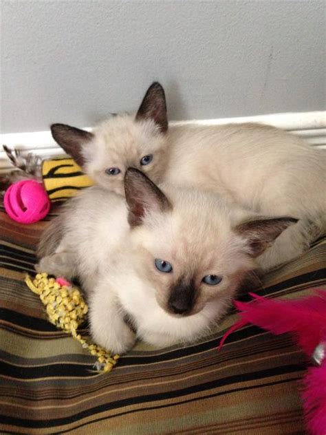 Find a cat you like and get a go. Siamese kittens for sale Outside Ottawa/Gatineau Area, Ottawa