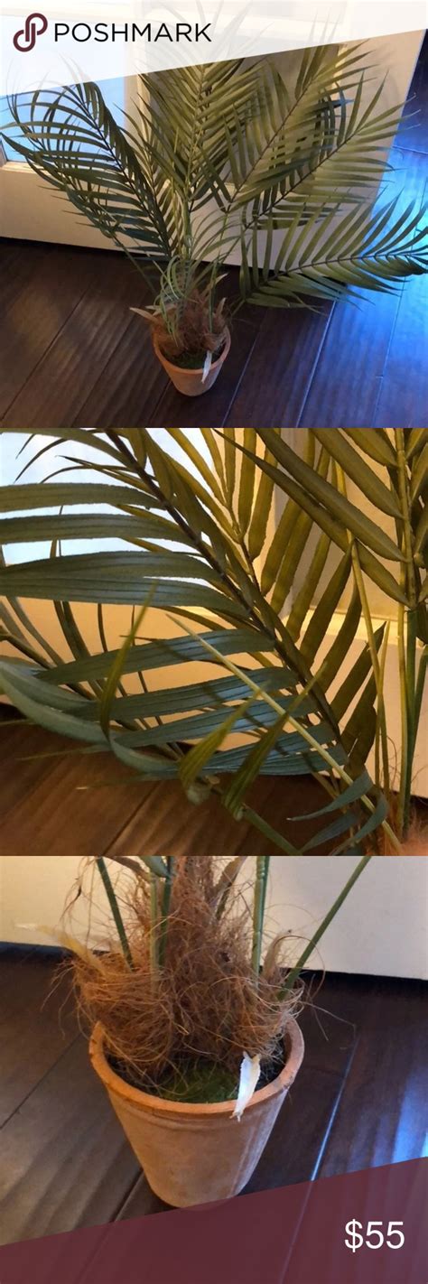 New pottery barn lia palm shower curtain tropical floral bird beach fabric pink. Pottery Barn Palm tree ( faux) in 2020 | Potted trees ...