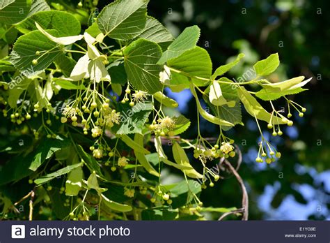 Linden Tree (lime tree) linden blossom Stock Photo, Royalty Free Image: 70061642 - Alamy