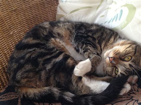 As cats age, changes in their muscle tone and fur occur. Gorgeous 3 year old male Tabby cat | Droitwich ...