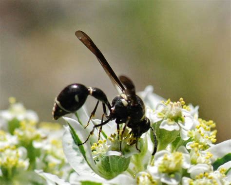 We did not find results for: Gaia Garden | Bees and wasps, Garden, Wasp