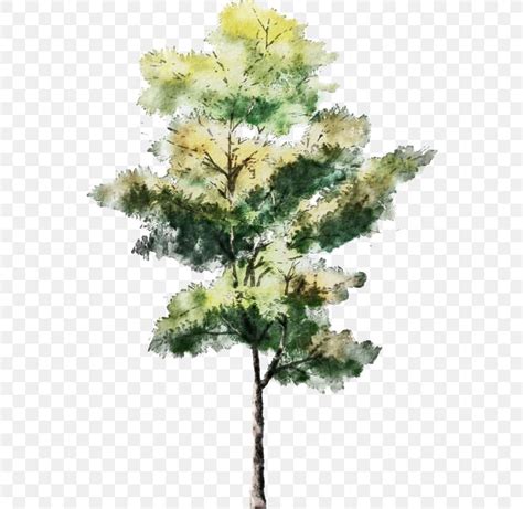 Evergreen Tree Watercolor Png