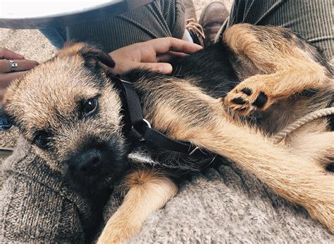 Border Terrier Breed Information Guide Quirks Pictures Personality