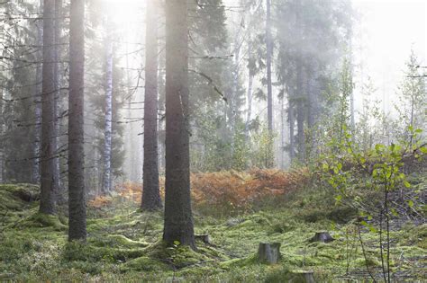 Tranquil Scene In Forest Stock Photo