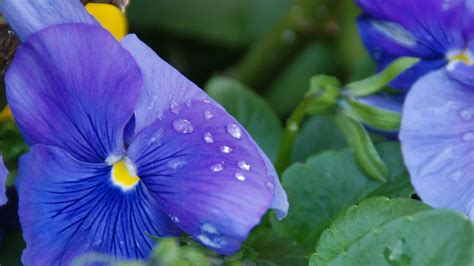무료 이미지 자연 작은 물방울 꽃잎 꽃 무늬의 봄 녹색 식물학 푸른 플로라 야생화 닫다 아이리스 눈