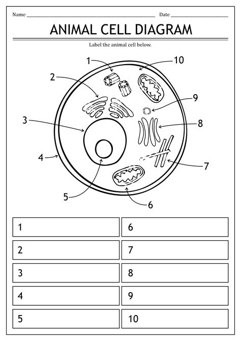 Label The Animal Cell Worksheet Plant Cell Structure Parts