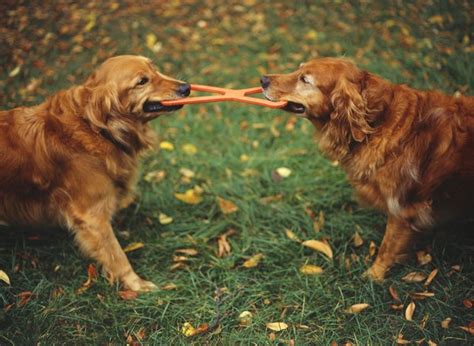 How much alcohol will kill a dog? How to Handle Dogs After a Dog Fight - Pets