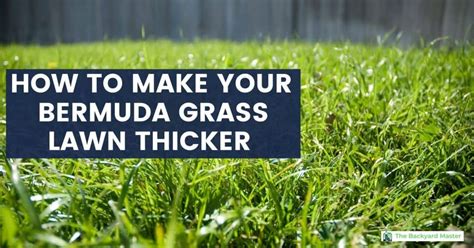 How To Make Grass Thicker And Fuller Expert Tips My Heart Lives Here