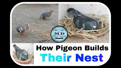 How Pigeons Build Their Nest Youtube
