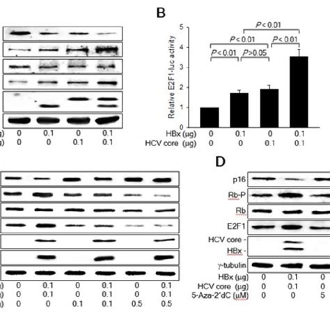 Hbx And Hcv Core Protein Cooperate To Activate The Rb E F Pathway By