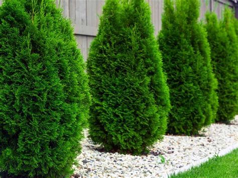 Emerald Green Arborvitae For Sale Know Before You Buy Plantingtree