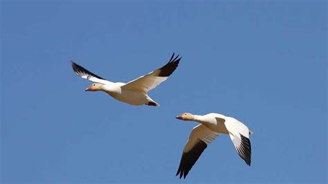 Snow Geese Fly Over Conway