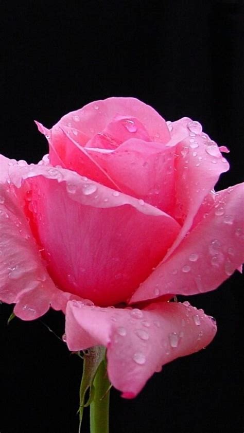 Download Wallpaper 720x1280 Rose Flower Bud Petals Drops Fresh