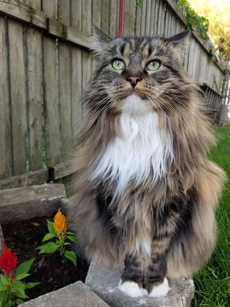 What To Know About Ragdoll Maine Coon Mix Cat Queries