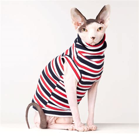 Hairless Cat Wearing Clothes Ph