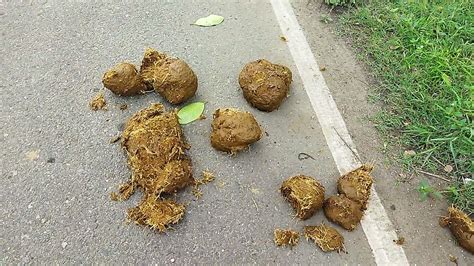 Elephants Dung In The Public Road World Biggest Dung Elephant Poop