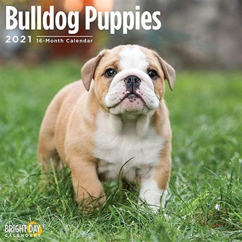 Find pudelpointer puppies that are ready to take home immediately or will be available shortly from some of the top breeders in the country. 2021 Bulldog Puppies Calendar! Commonly referred to as the ...