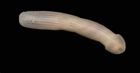 Scientists Have Discovered A New Species Of Deep Sea Worm And Everyone