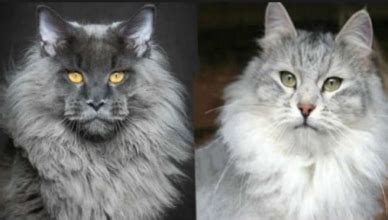 You can read everywhere, that they are gentle giants or the dogs of the cat world. ragdoll maine coon mix Archives - MaineCoon Companion
