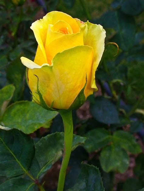 Some like it hot…and this is one!! Flickr | Hybrid tea roses, Tea roses, Yellow roses