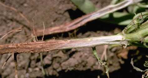 Fusarium Pests And Diseases Canna Australia