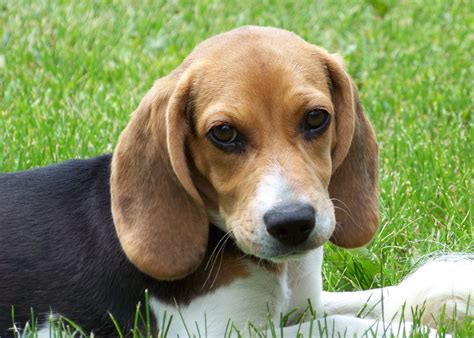 Beagle Puppy Wallpapers Wallpaper Cave