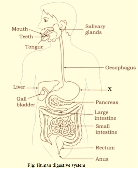 Alimentary Canal Diagram Labeled My XXX Hot Girl