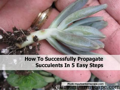 How to root android phone without any app. How To Successfully Propagate Succulents In 5 Easy Steps
