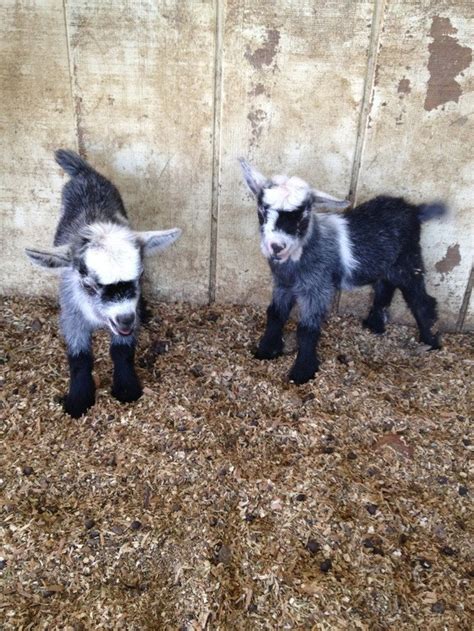 My Pygmy Goat Twins Just Born This Morning Around 830 Raww