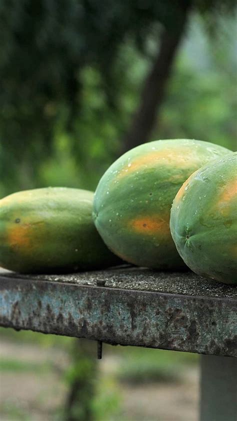 Health Benefits Of Green Papaya Reasons Why You Must Eat This Fruit