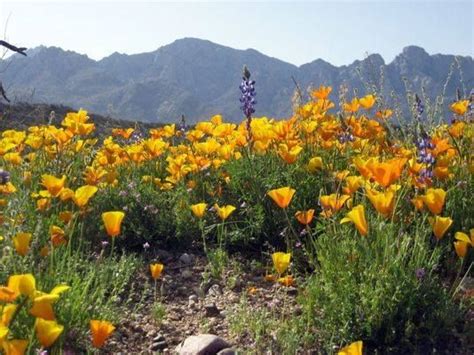 Find the perfect desert flowers stock photos and editorial news pictures from getty images. wildflowers blooming in AZ desert | Scenery | Pinterest