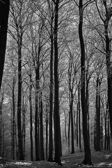 Black And White Forest Landscape Nature Trees Free Image From