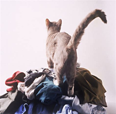 Aber auch die reinigung eines frischen urinflecks muss mit einem enzymreiniger. entfernen von katzen - urin geruch von wäsche - liebe haustier