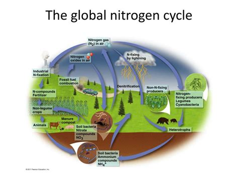 Ppt The Cycling Of Matter In Ecosystems Powerpoint Presentation Free