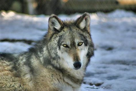 30 Amazing Gray Wolf Facts For Wildlife Enthusiasts And Kids Hubpages