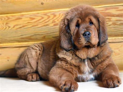 A Tibetan Mastiff puppy : aww