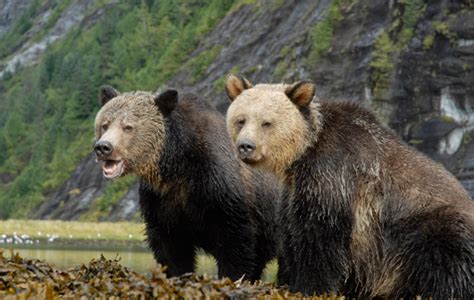 Proposed Gas Pipeline Threatens Vital Khutzeymateen Grizzly Sanctuary