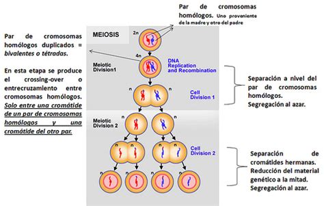 Meiosis Biología 4º Eso