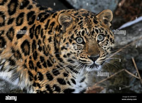 Wild Female Amur Leopard Panthera Pardus Orientalis Looking Up